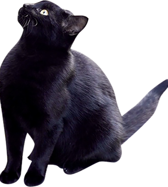装飾：猫（黒）