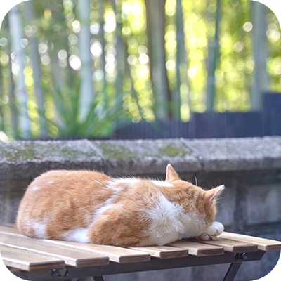 写真：茂みを見つめる猫