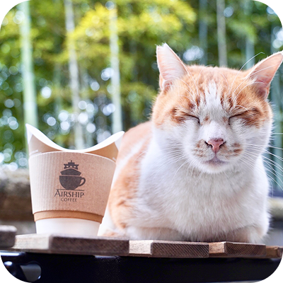 写真：猫が正面を向いて寝ています。