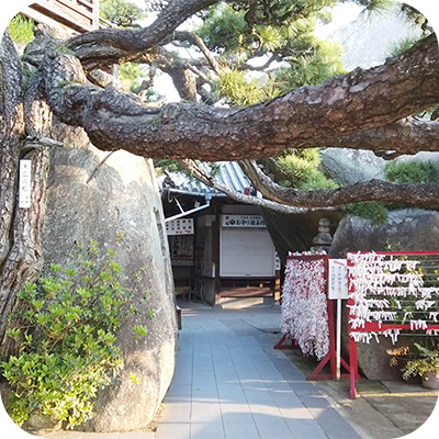 写真：神社。おみくじと大きな岩と木が写っています。
