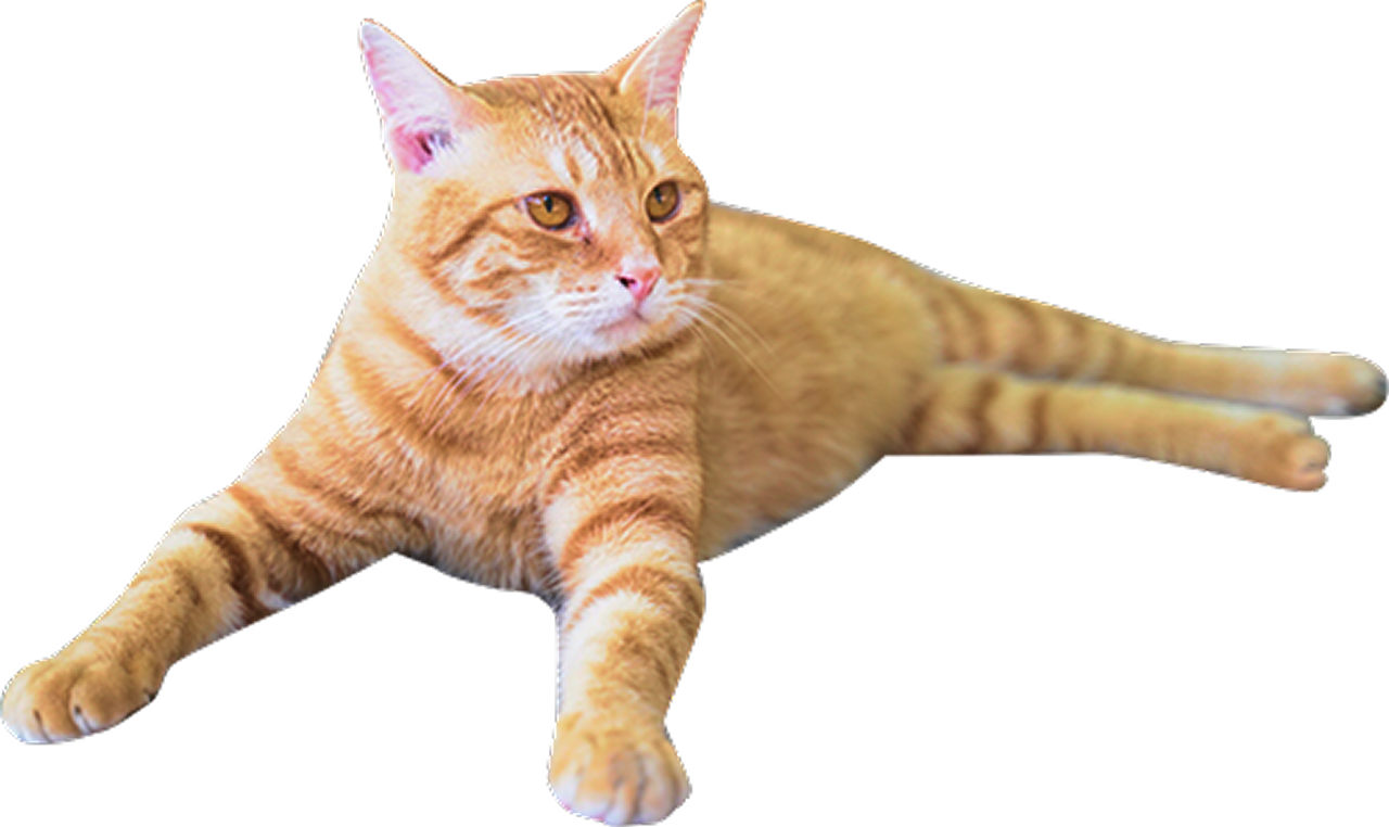 装飾：茶色の猫