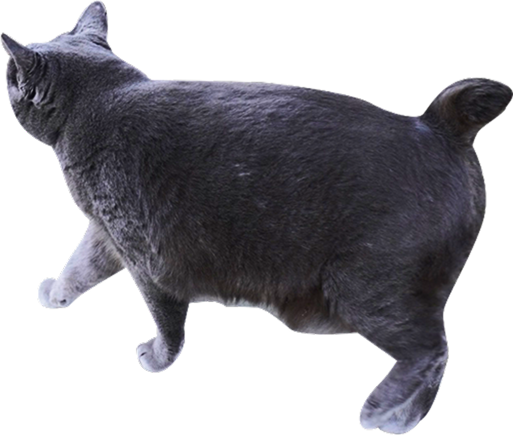 装飾：黒色の猫